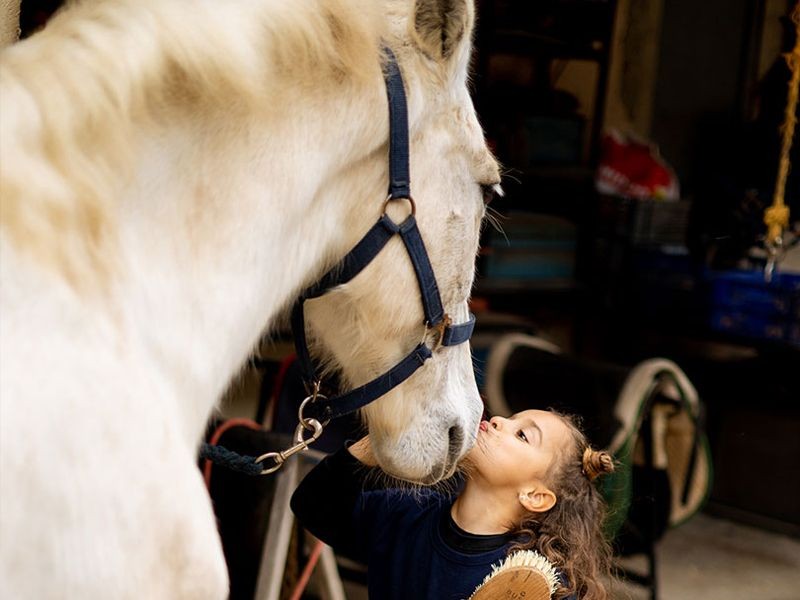 Private Horse Back tour in Mallorca:A touching, openhearted and respectful experience where you will have the opportunity to get intimate with the Majorcan nature and the magnificence of the Purebred Spanish Horse. on bookmeevent.com